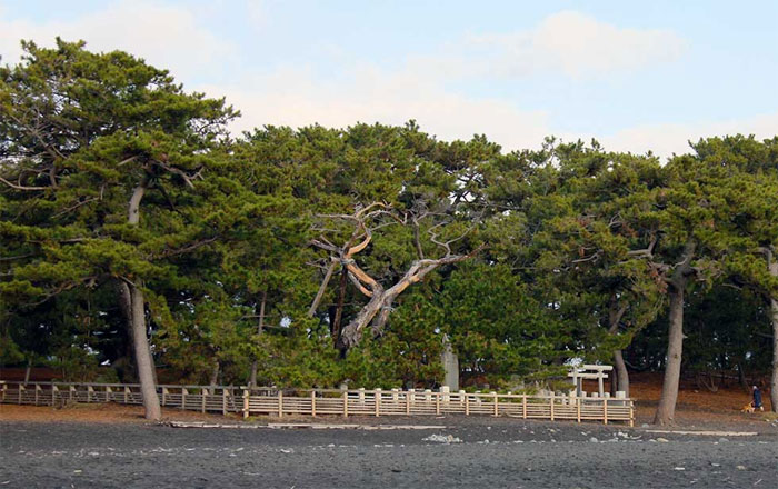 羽衣の松 – 「羽衣の松」と「三保松原」清水海岸ポータルサイト